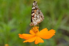 コスモスと蝶３