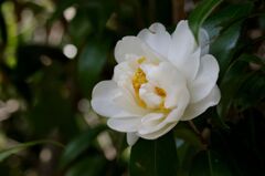 純白の椿