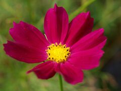 コスモス３