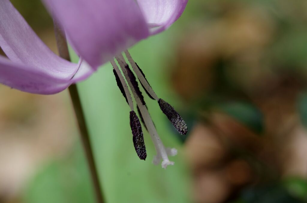 カタクリの花３