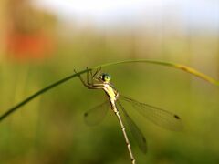 もう秋なんだね