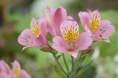 アルストロメリア