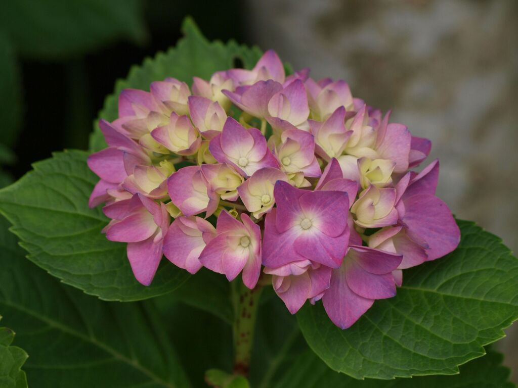 ガクアジサイ２