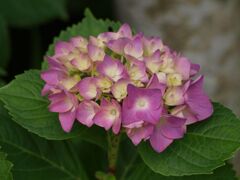 ガクアジサイ２