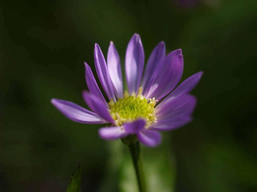 ひなたぼっこ１