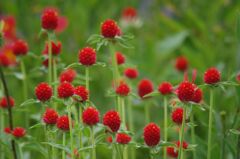 ストロベリーフィールズ