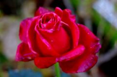 庭に咲く薔薇１