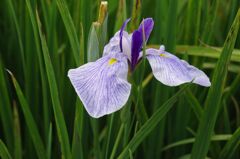 花菖蒲b