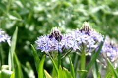 シラー・ペルビアナ