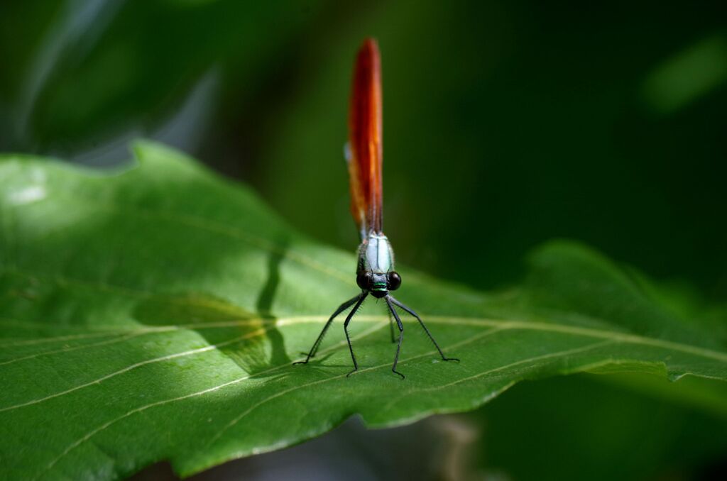 ニホンカワトンボ２