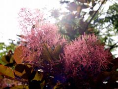 スモークツリー