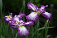 花菖蒲１