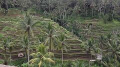 バリ島ライステラス