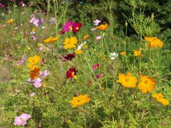 カラフルなコスモス達６