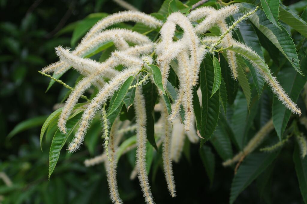 栗の花