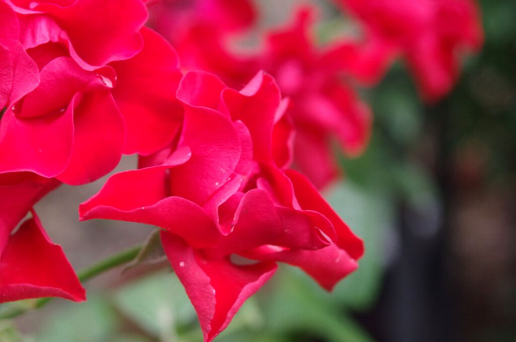 赤い薔薇