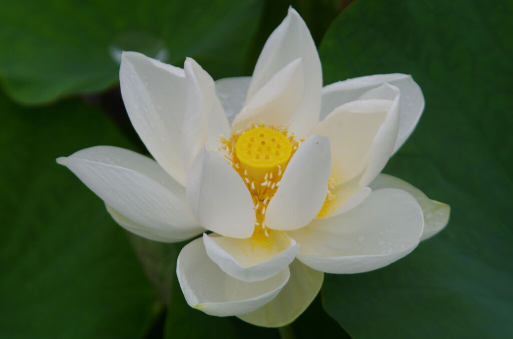 白い蓮１