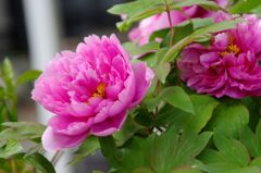 牡丹２