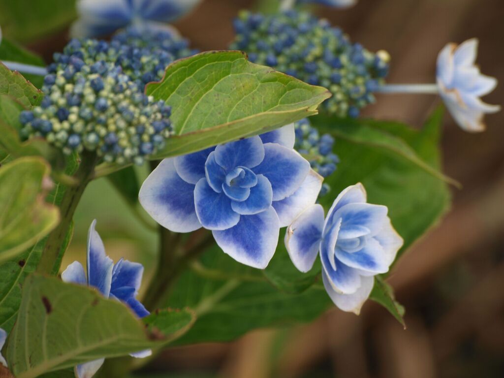 花じゃないんです