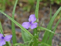 ムラサキツユクサ