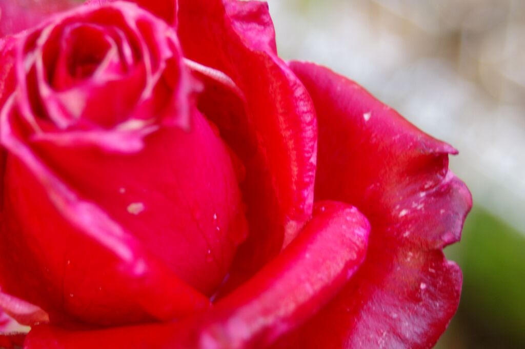 庭に咲く薔薇２