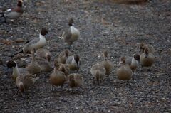 パートナー探し