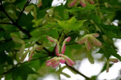 モミジのプロペラ