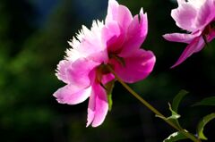 芍薬満開１