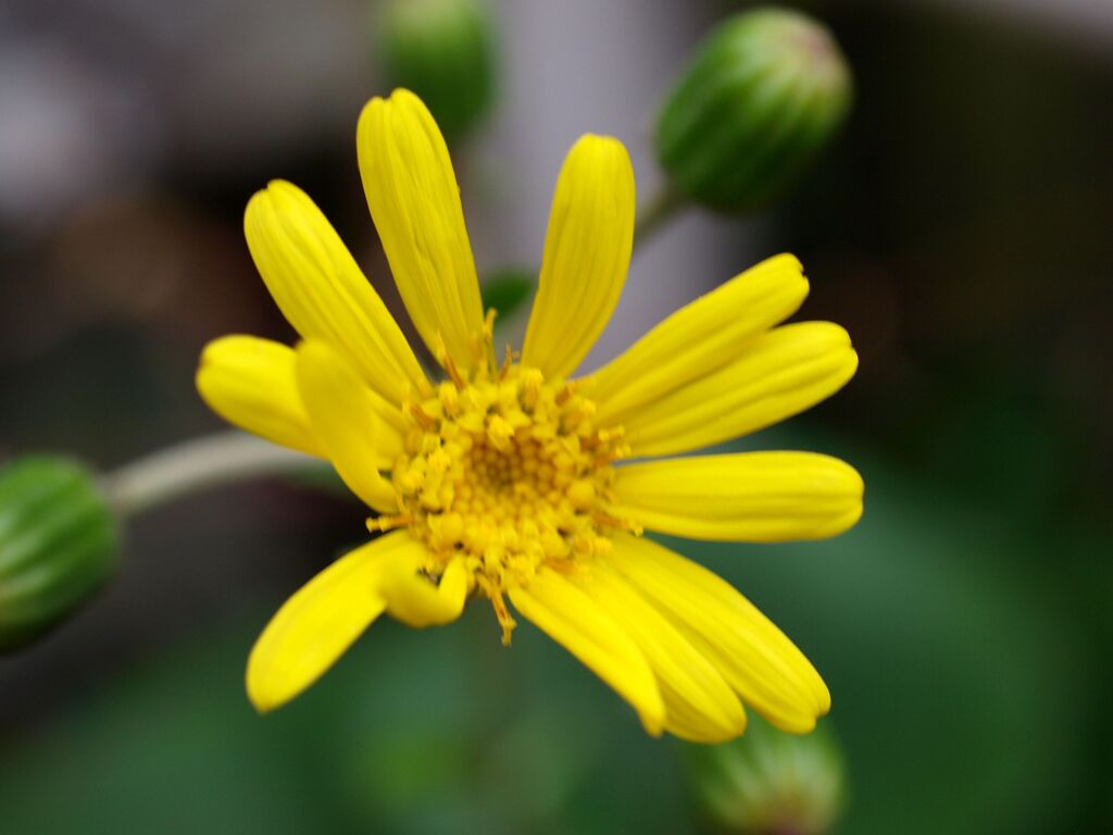 ツワブキの花満開