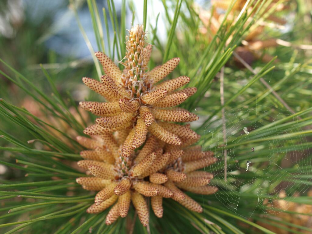 数の子じゃないよ！