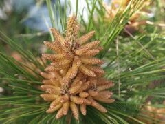 数の子じゃないよ！