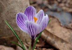 クロッカス１