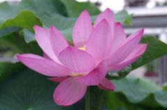 ピンク蓮１