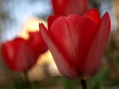 チューリップ２