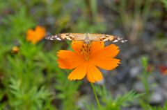 コスモスと蝶２