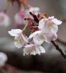 早咲き桜