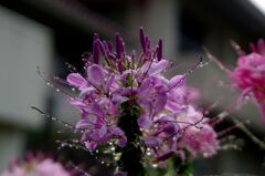 花魁草３