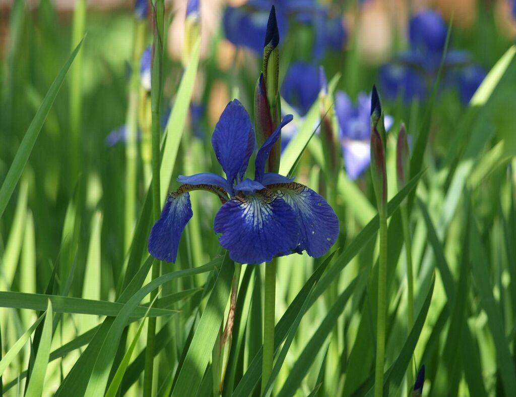 アヤメ（希望）