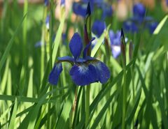 アヤメ（希望）