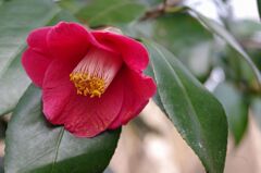 ツバキ２