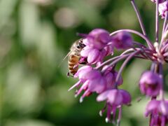 ヤマラッキョウの花とミツバチ