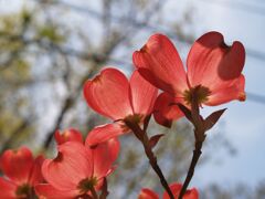 庭のハナミズキ