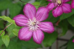 クレマチス
