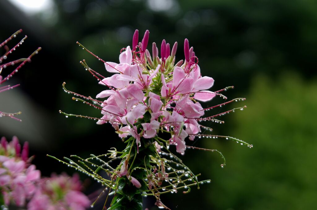 花魁草４
