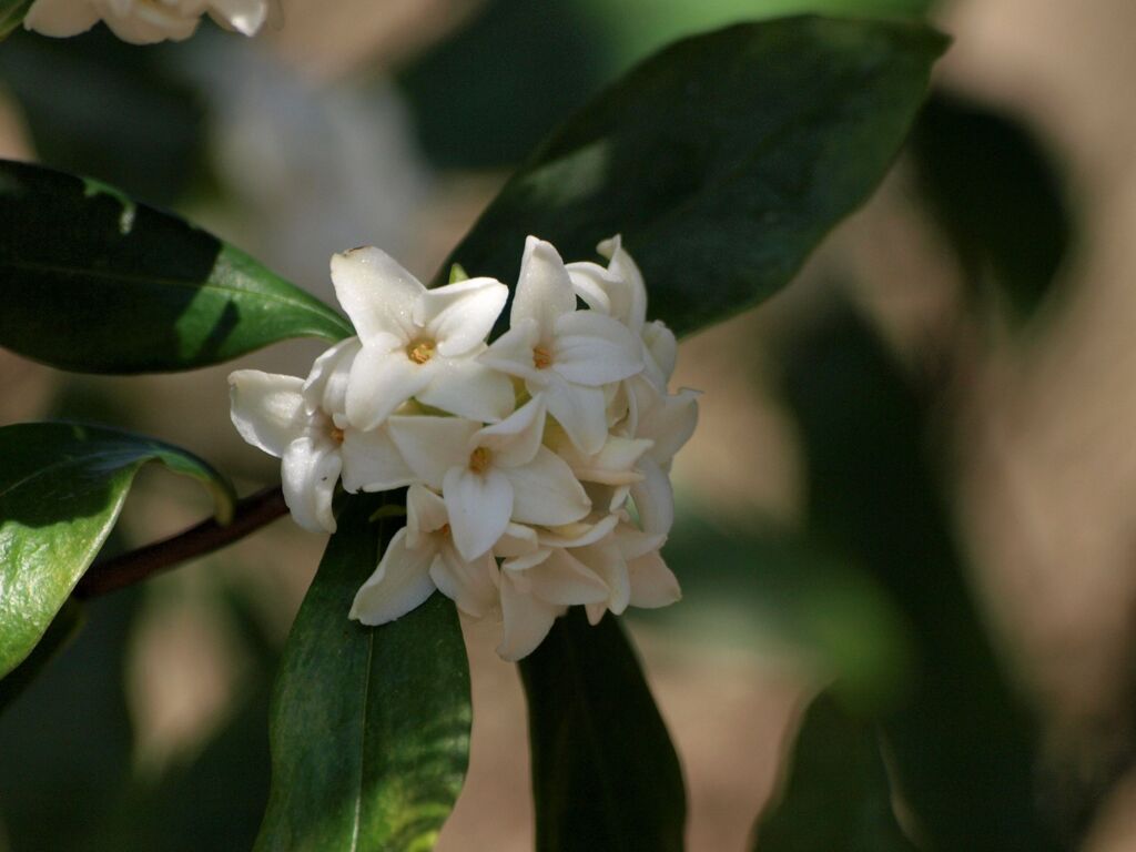 沈丁花
