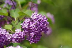 初夏の日差し２