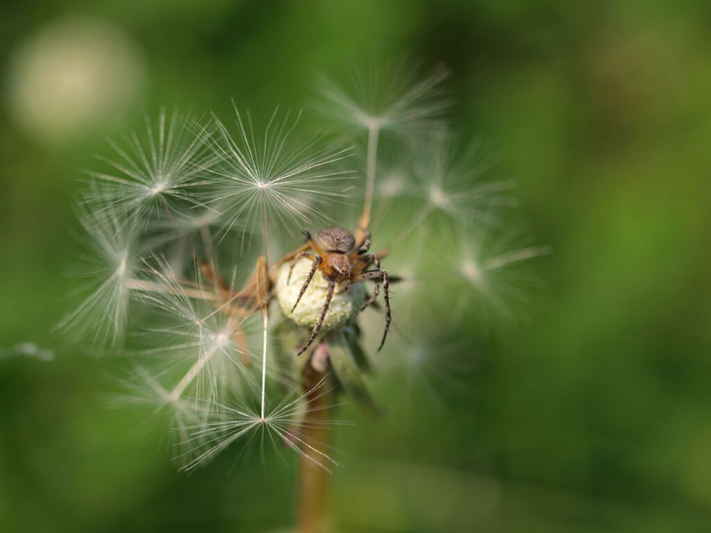 僕も飛べるのかなぁー