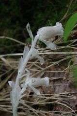 ゴール写真判定（銀竜草）