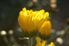 小菊（もう直ぐ開花）