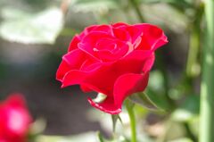 エレガントレッド